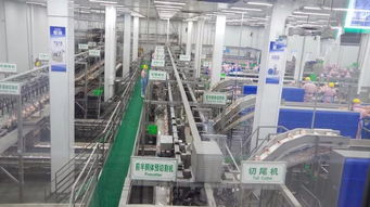 肉鸡屠宰加工主要技术参数分析及技术服务